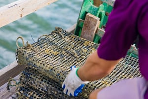 Oyster Hatchery