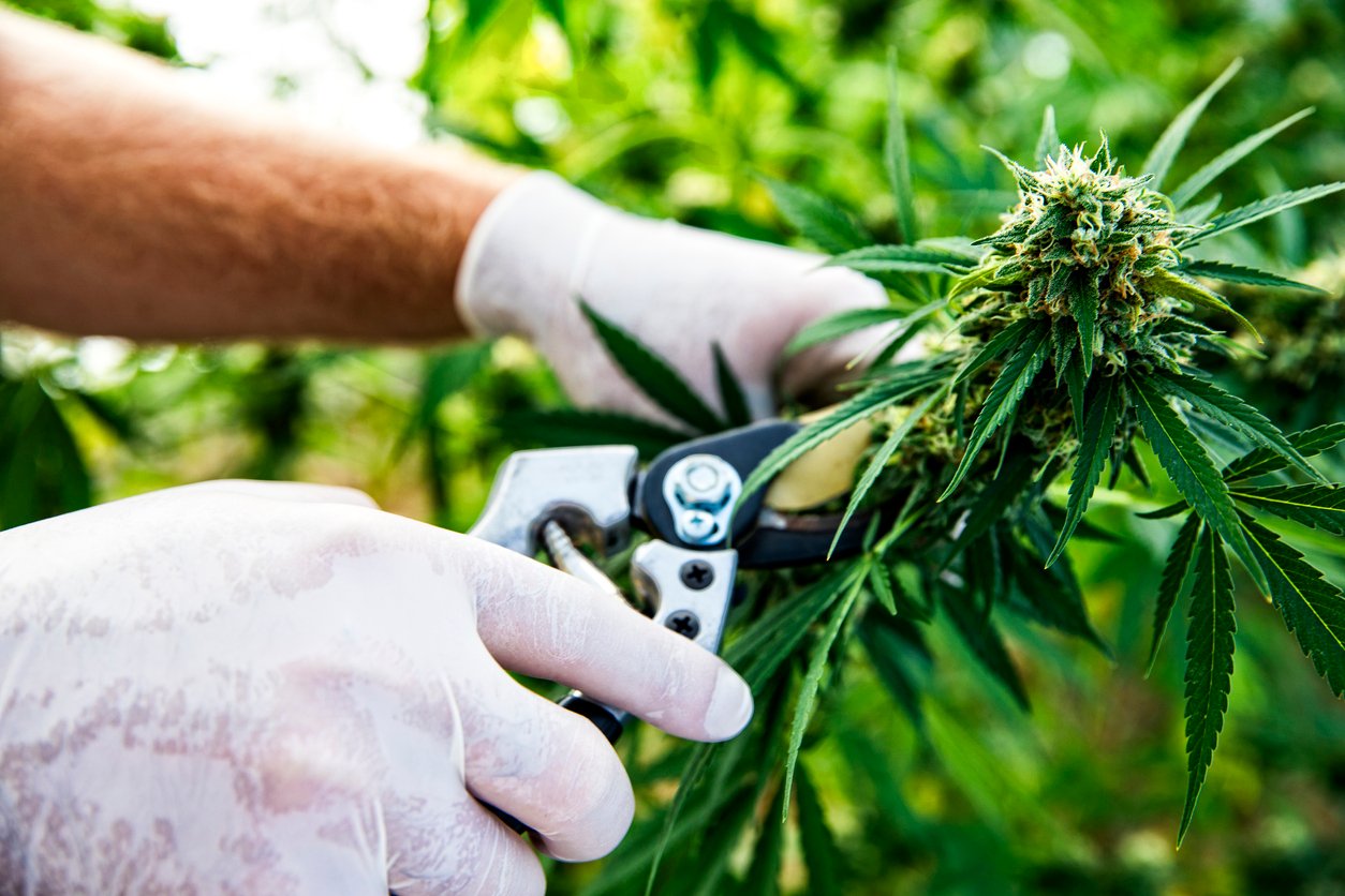 Cannabis being harvested on a marijuana farm