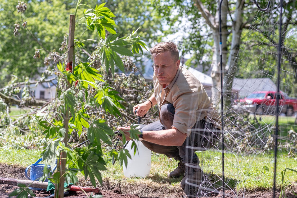 Gardener working with his plants on a summer morning