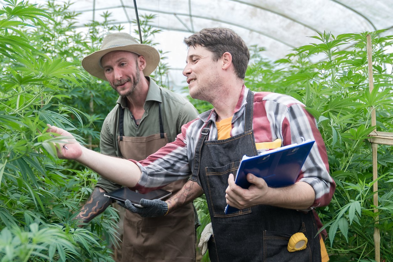 Gardener working in a hemp field, they are checking plants, alternative medicine and cannabis