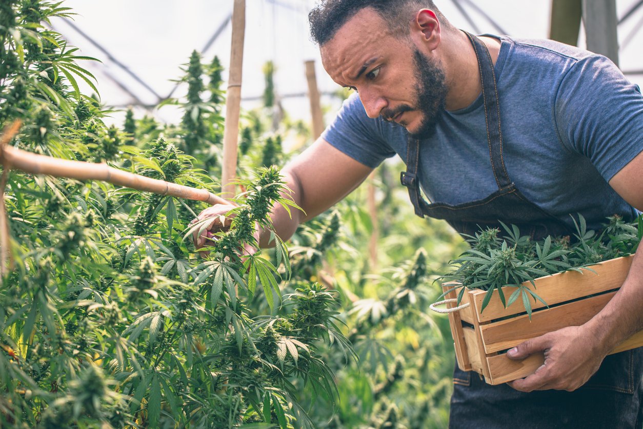 Farmers collecting cannabis In his commercial