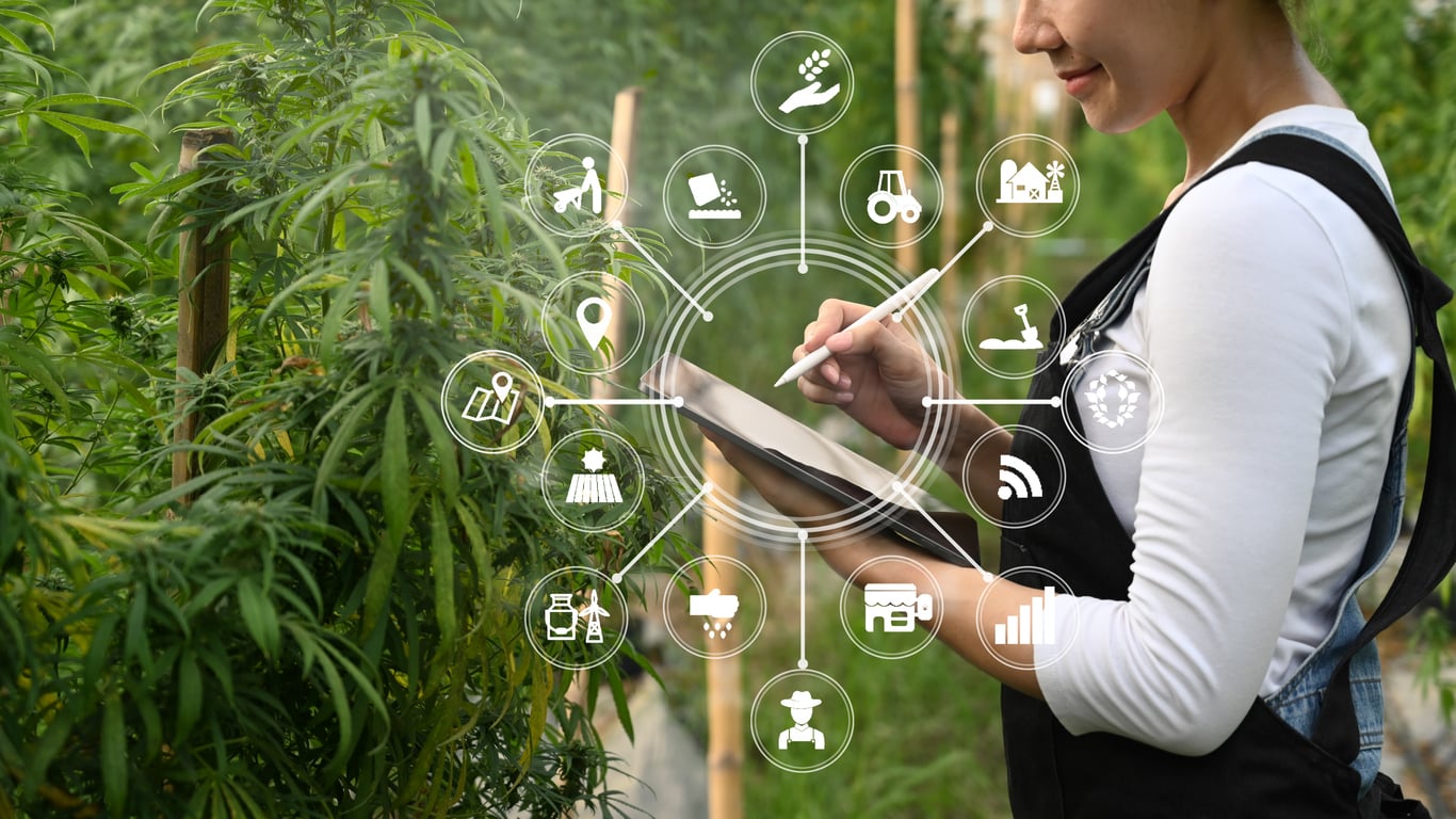 Smart farmer using tablet to monitor control marijuana or cannabis plantation in greenhouse Smart farmer using tablet to monitor control marijuana or cannabis plantation in greenhouse